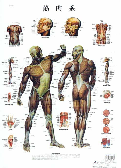 (参考図)筋肉図
