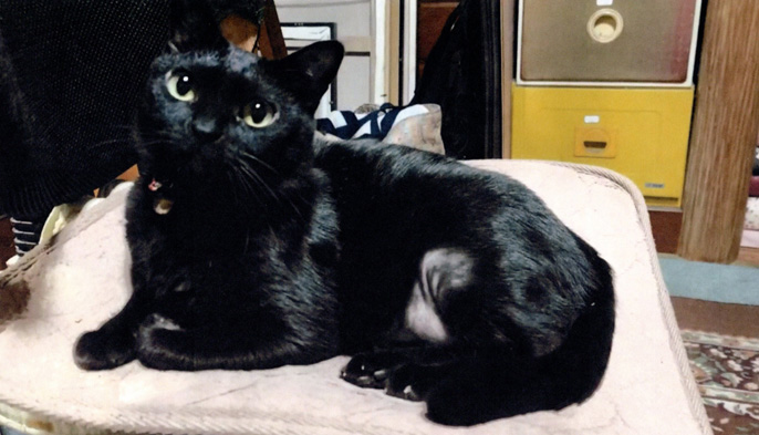 黒猫のクロ(9歳)写真